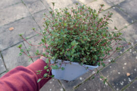 Procurez-vous des plants chez un pépiniériste ou un jardinier. Ciboulette, lavande, mélisse, menthe, romarin, sarriette, sauge et thym figurent parmi les plantes vivaces les plus intéressantes pour les insectes.