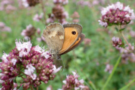 Au printemps, l'origan ravira les papillons.