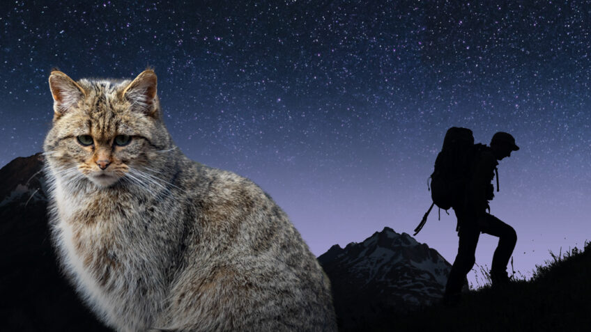 Nos amis sauvages Chat sauvage