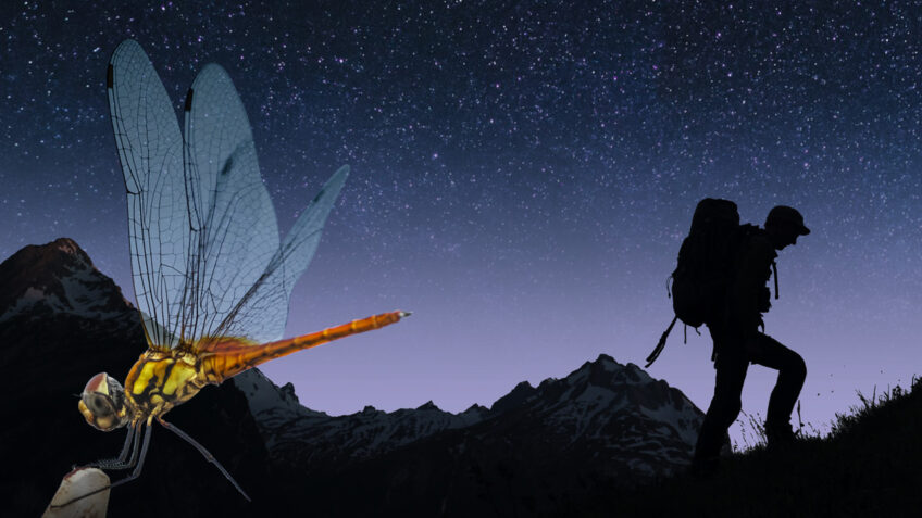 Nos amis sauvages Libellules