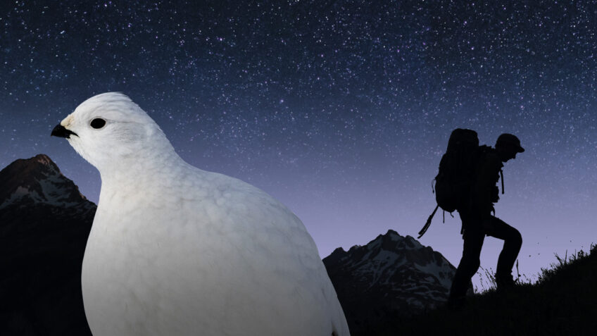 Nos amis sauvages Lagopède alpin