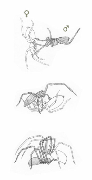 Comment l'araignée perçoit-elle son environnement ?