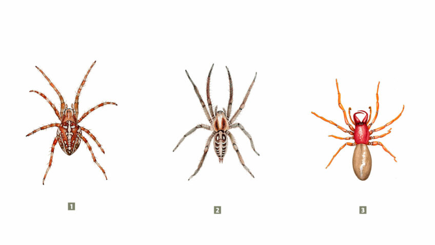 araignée à voir en été