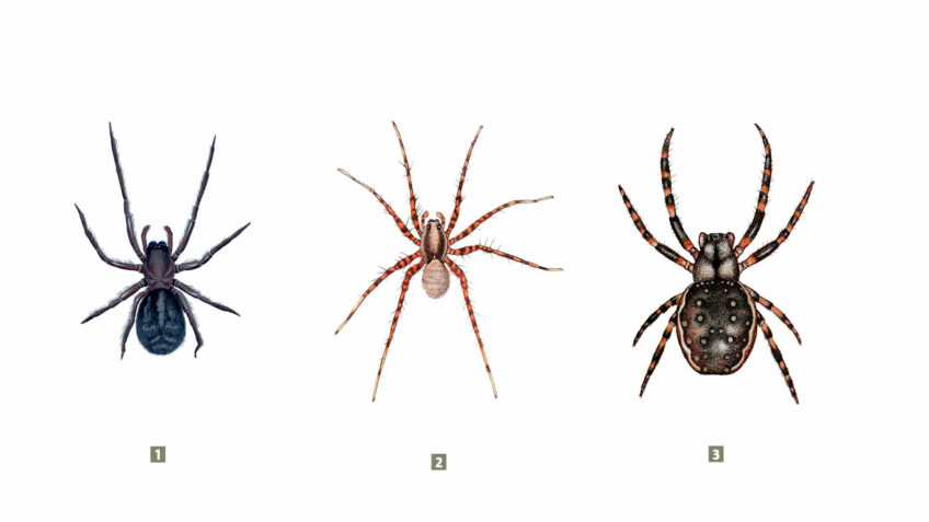 araignée à voir en hiver