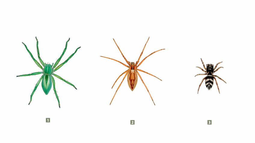 araignée à voir au printemps