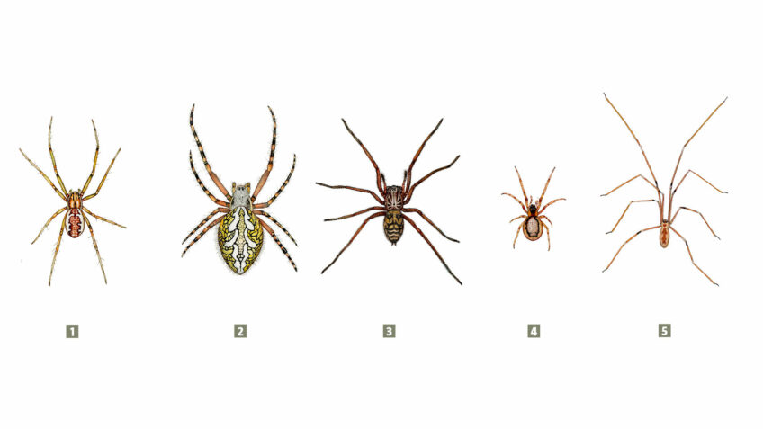 Araignées à voir en automne