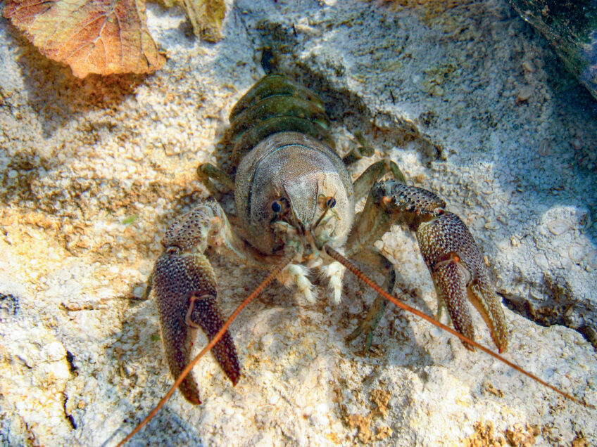 Ils protègent les écrevisses autochtones dans le Jura