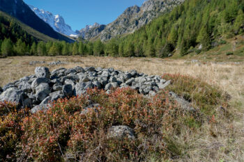 Combien de temps avant que les arbres ne colonisent entièrement le vallon d’Arpette ? Combien de temps avant que les arbres ne colonisent entièrement le vallon d’Arpette ?