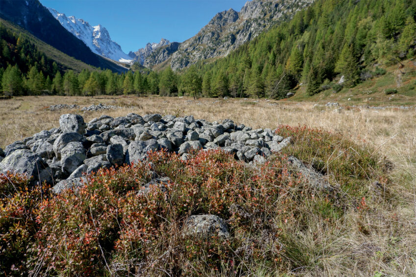 Les conifères de montagne poussent à des altitudes de plus en plus élevées