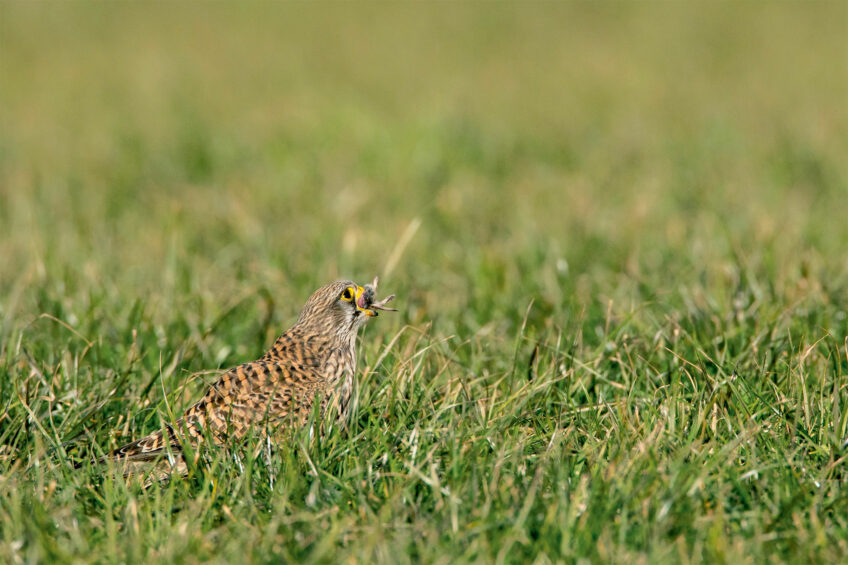 Crécerelle avalant un rongeur L’envol du faucon crécerelle photographié par Benoît Renevey