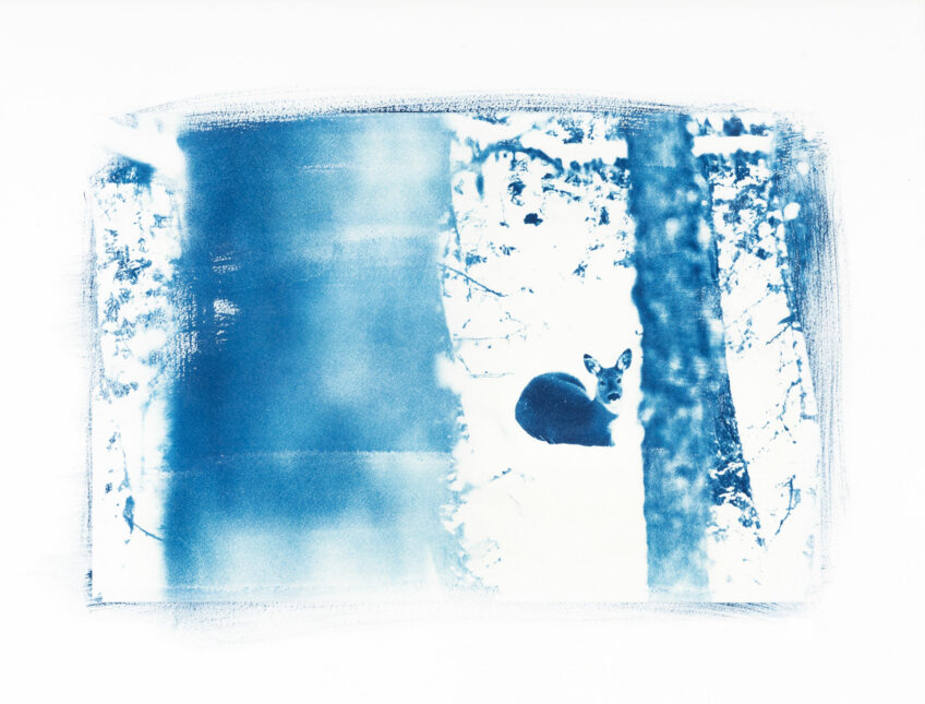 Chevreuil cyanotype