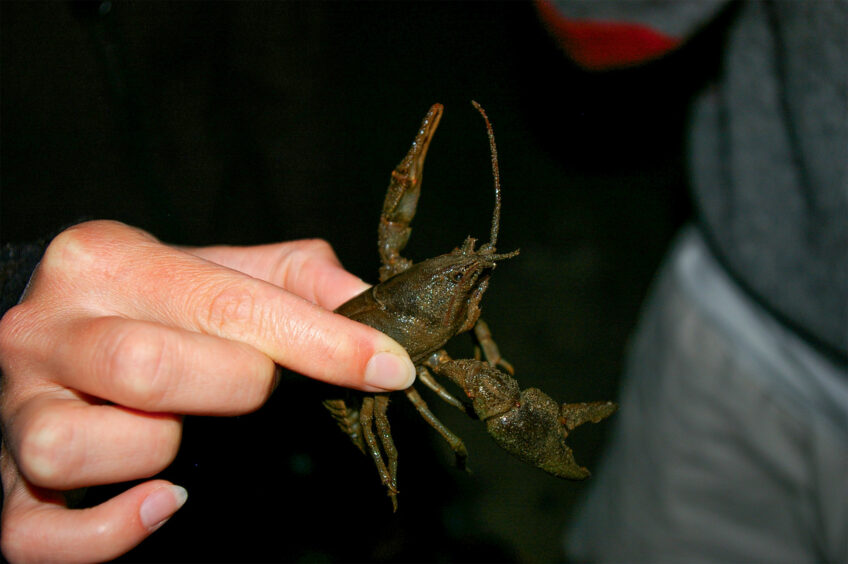 Ils protègent les écrevisses autochtones dans le Jura