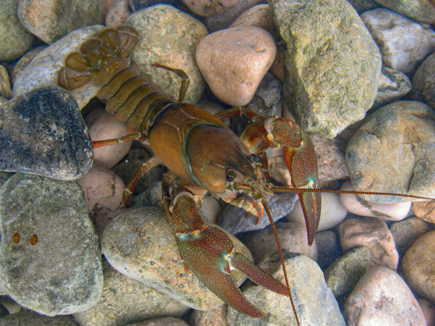 Ils protègent les écrevisses autochtones dans le Jura