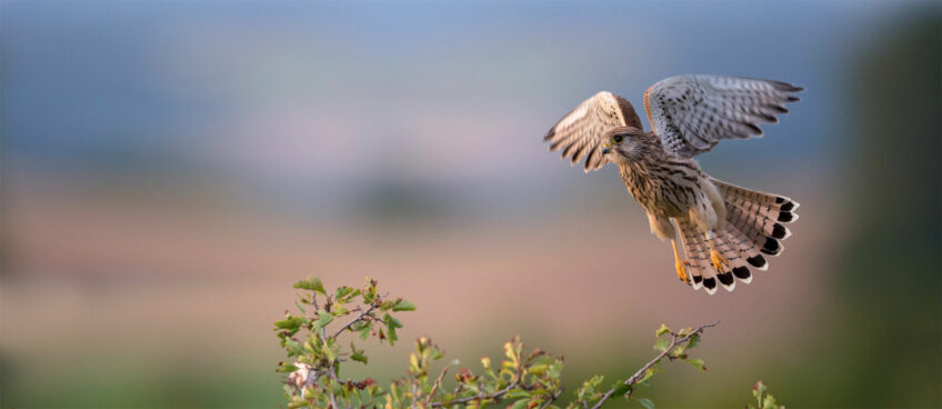 L’envol du faucon crécerelle photographié par Benoît Renevey