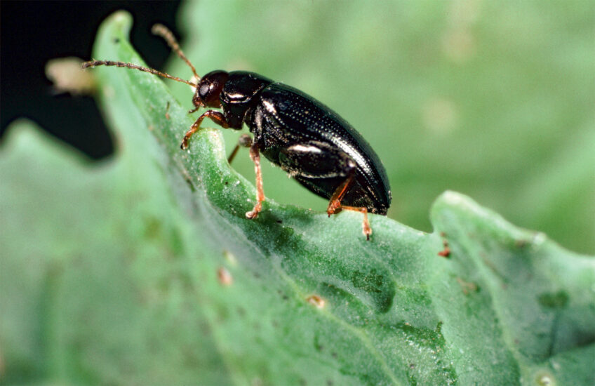 Grâce à Emmanuel Ogier, la biodiversité revient dans les champs cultivés de la vallée de la Loue (Jura). Et si le règne ravageur de la grosse altise touchait bientôt à sa fin ? Neuf kilomètres de haies pour protéger les cultures