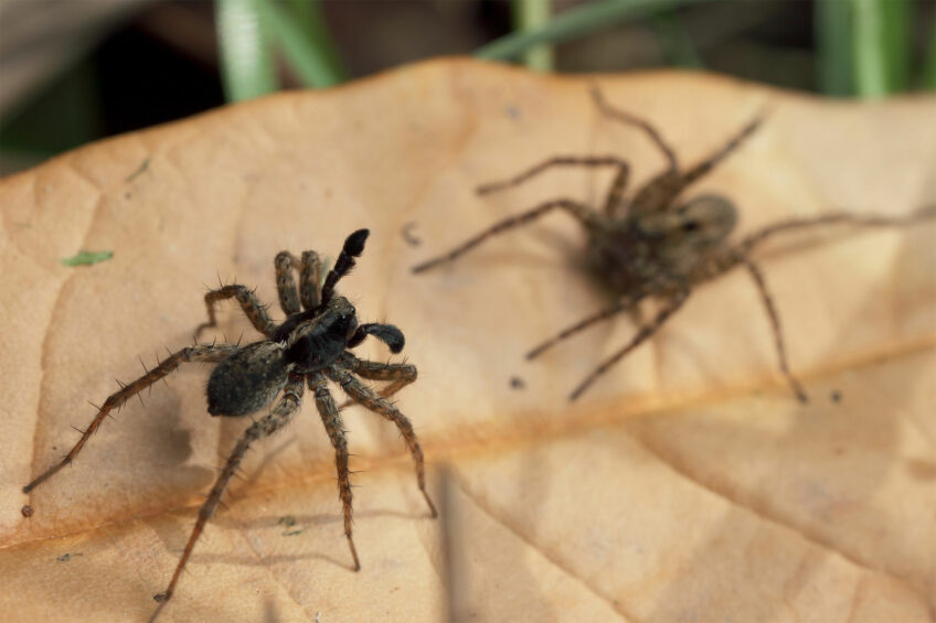 Comment l'araignée perçoit-elle son environnement ?