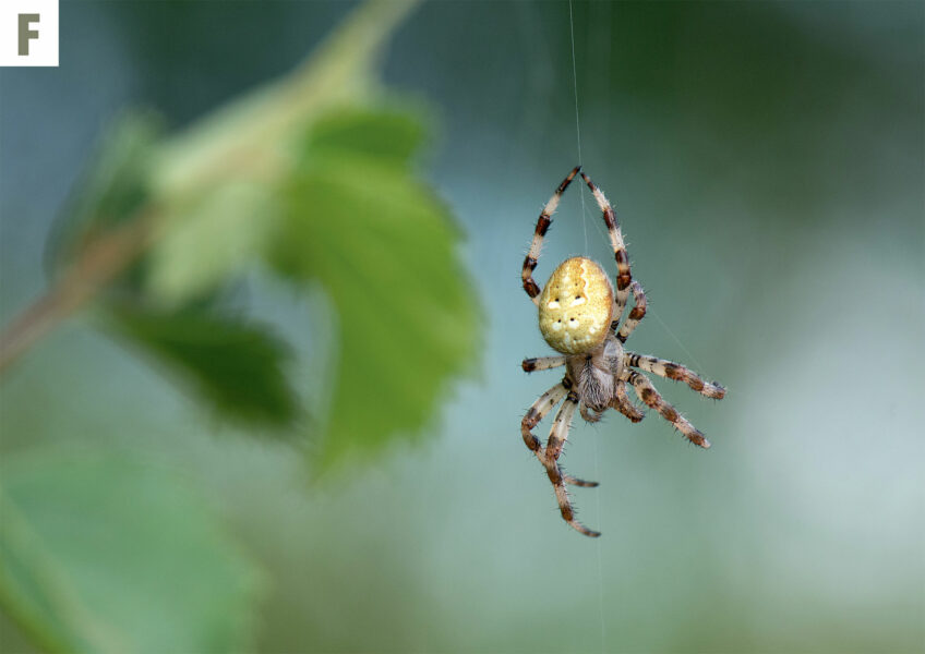 Araignée - Epeire à quatre points femelle