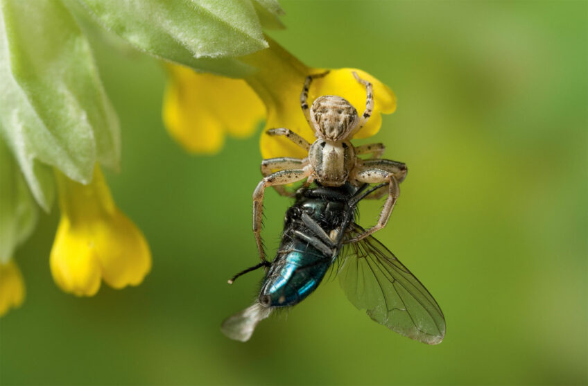 Comment les crochets des araignées fonctionnent-ils ?