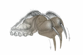 mygalomorphe / © Marcello Pettineo