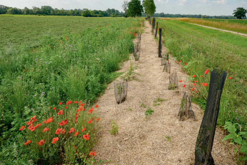 Neuf kilomètres de haies pour protéger les cultures