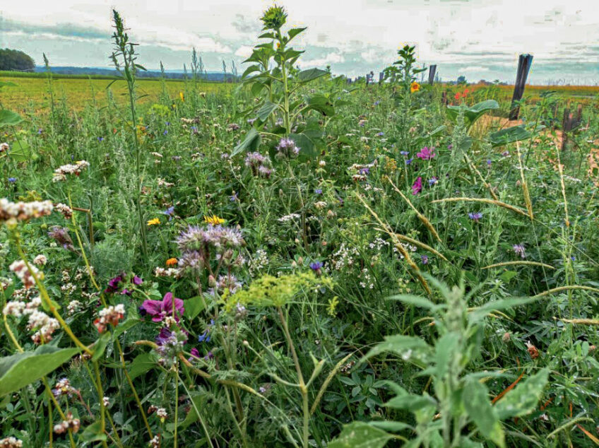 Neuf kilomètres de haies pour protéger les cultures