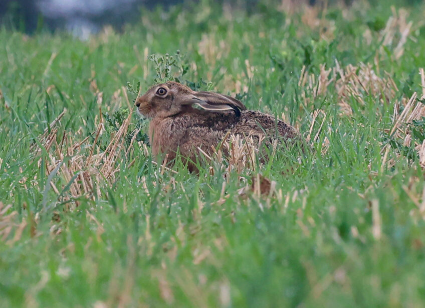 Neuf kilomètres de haies pour protéger les cultures