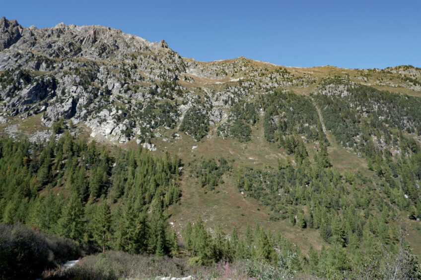 Petit à petit, la surface des pelouses alpines se réduit, tandis que la forêt s’étale de plus en plus. Les conifères de montagne poussent à des altitudes de plus en plus élevées