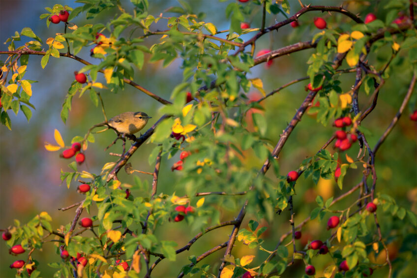 Pouillot véloce Pouillot véloce