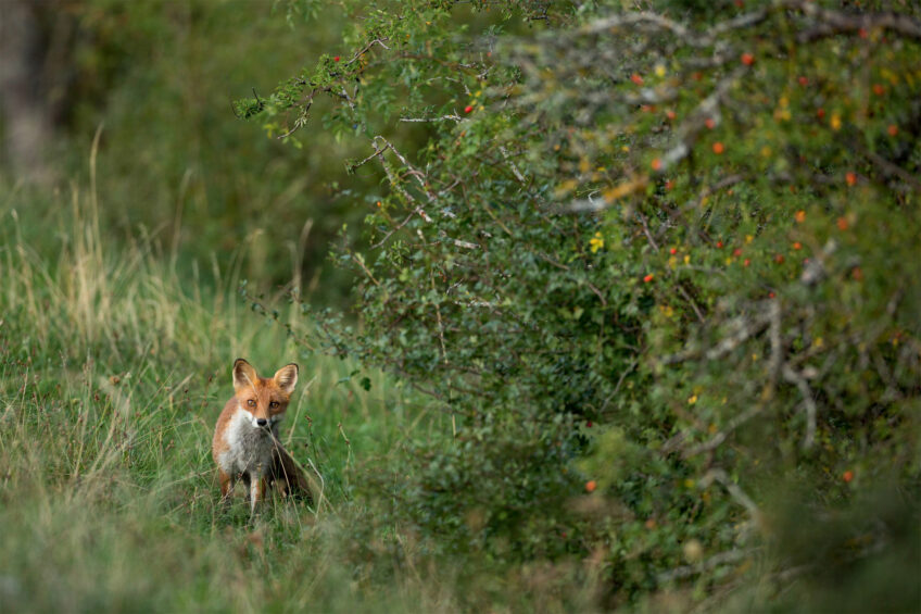 Renard roux Renard roux