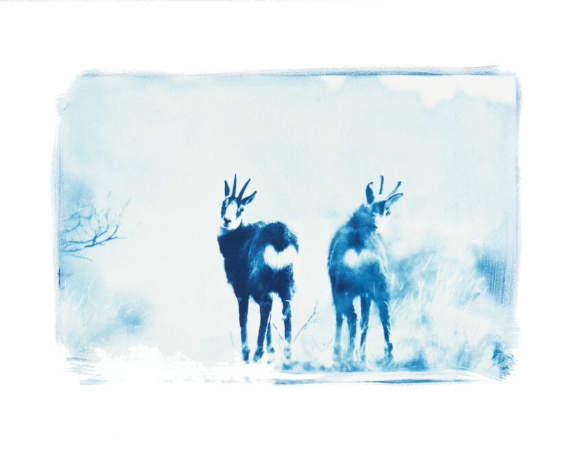 Chamois cyanotype