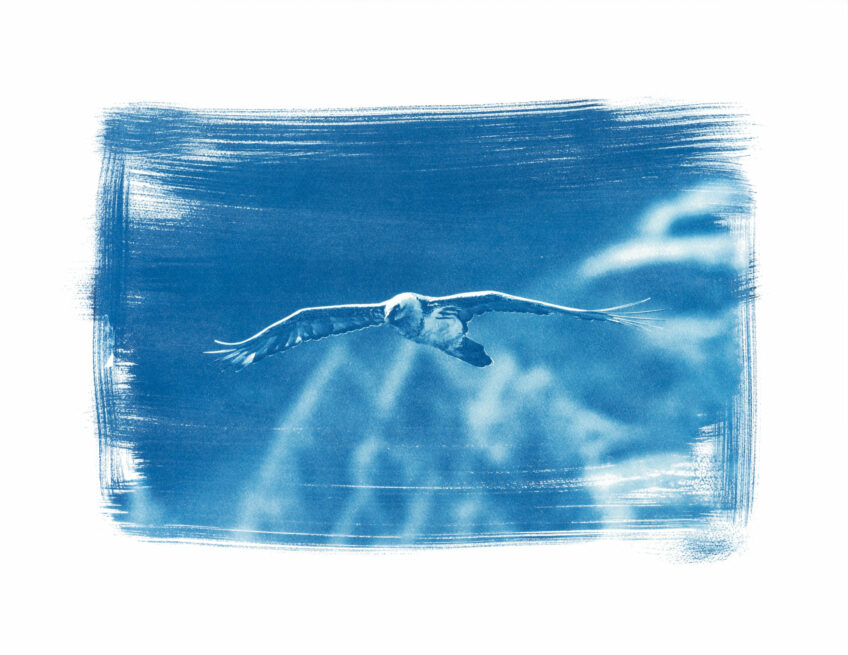 Gypaète cyanotype