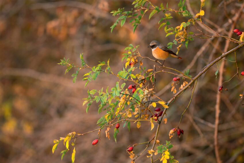 Rougequeue à front blanc Rougequeue à front blanc