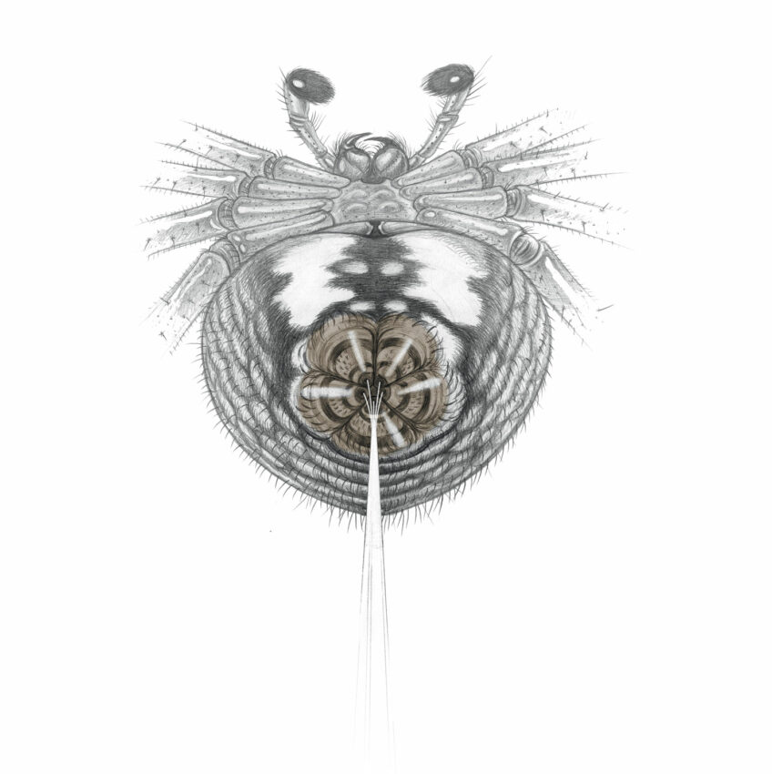 Schéma de l’arrière de  l’abdomen et des filières Schéma de l’arrière de l’abdomen et des filières d'une araignée