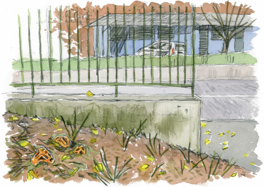 Chercher des champignons en ville, c’est possible !