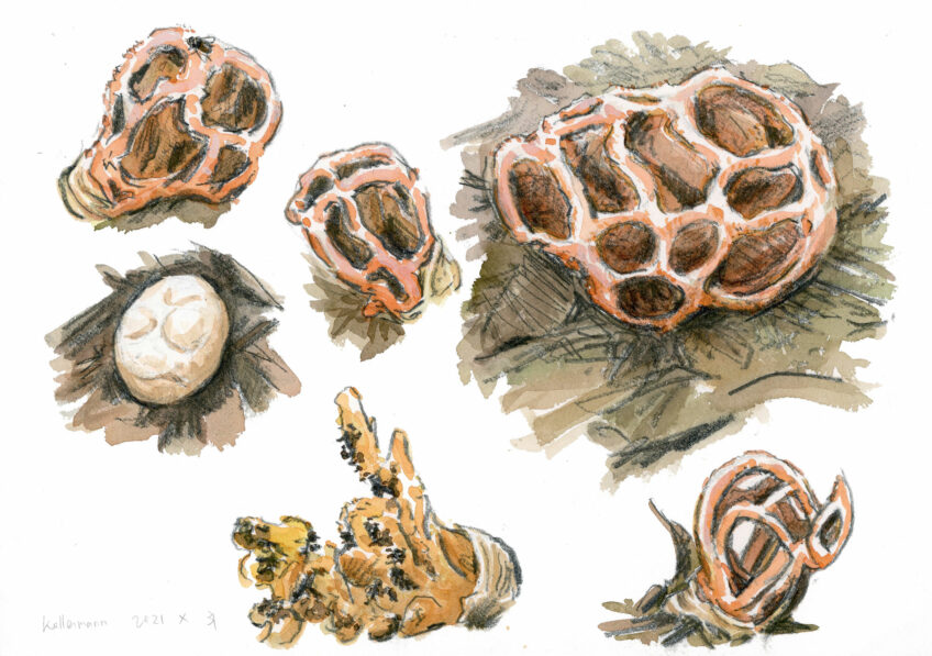 Chercher des champignons en ville, c’est possible !