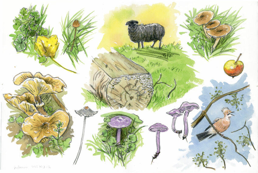 Chercher des champignons en ville, c’est possible !