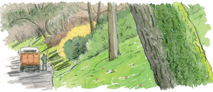 Chercher des champignons en ville, c’est possible !