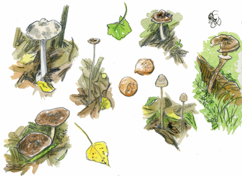 Chercher des champignons en ville, c’est possible !