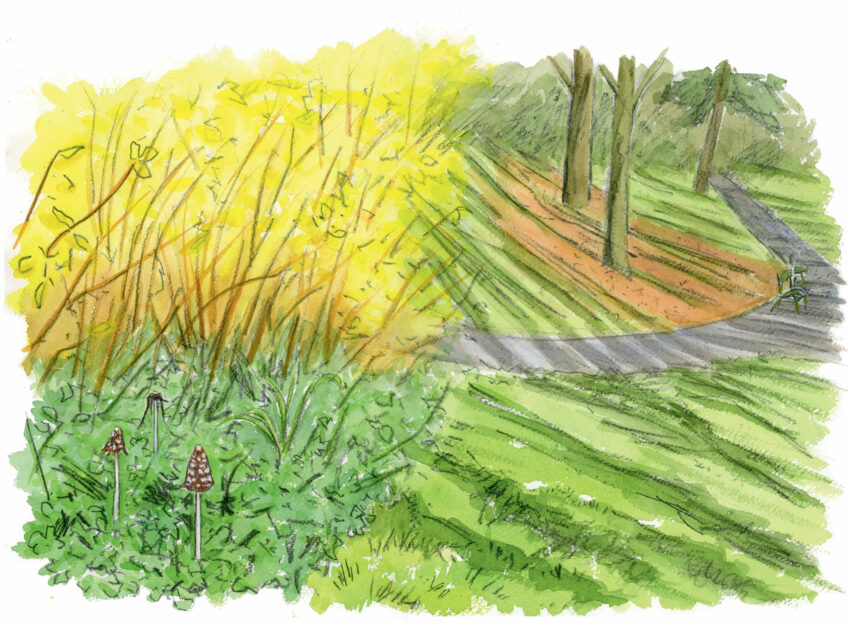 Chercher des champignons en ville, c’est possible !