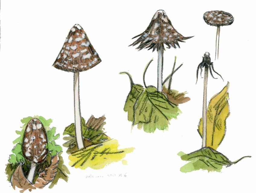 Chercher des champignons en ville, c’est possible !