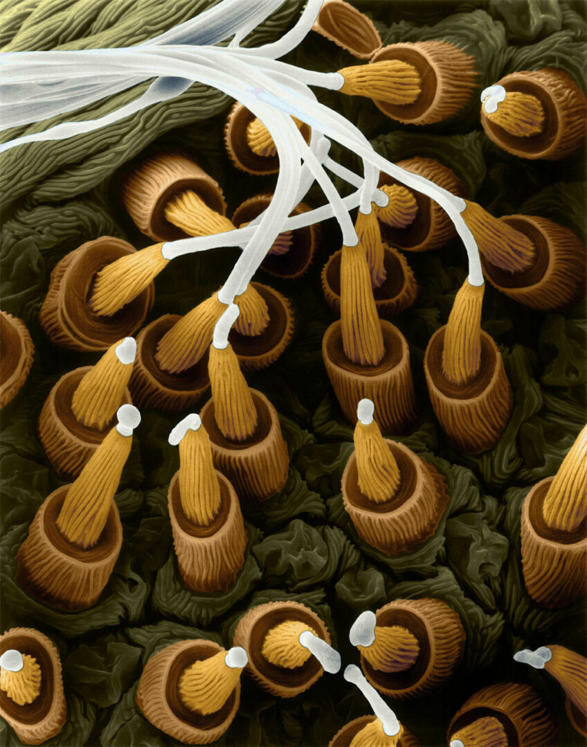 Filaments de soie sortant des fusules orientables, situées au bout des filières. (Grossi 470 fois)