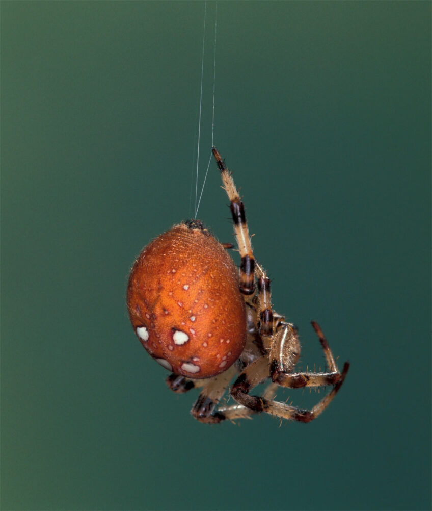 Pourquoi et comment l'araignée tisse-t-elle de la soie ?