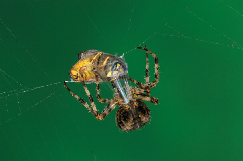 Pourquoi et comment l'araignée tisse-t-elle de la soie ?