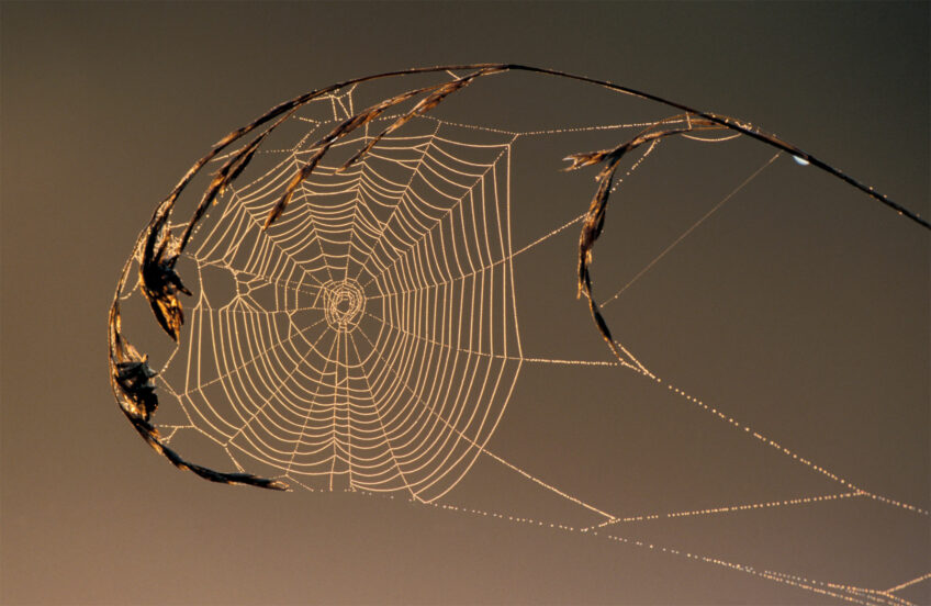 Pourquoi et comment l'araignée tisse-t-elle de la soie ?