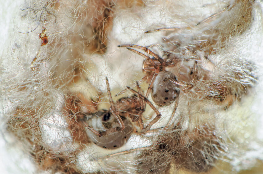 Pourquoi et comment l'araignée tisse-t-elle de la soie ?