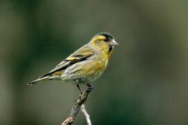 Tarin des aulnes / © Jan Vermeer / Minden Pictures / Biosphoto 
