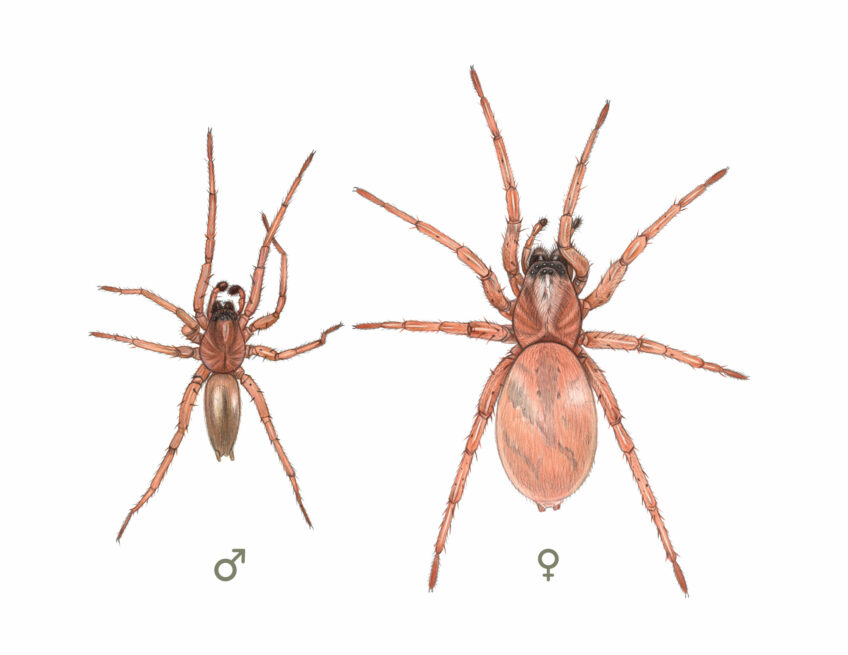 Araignée - Drassode lapidicole