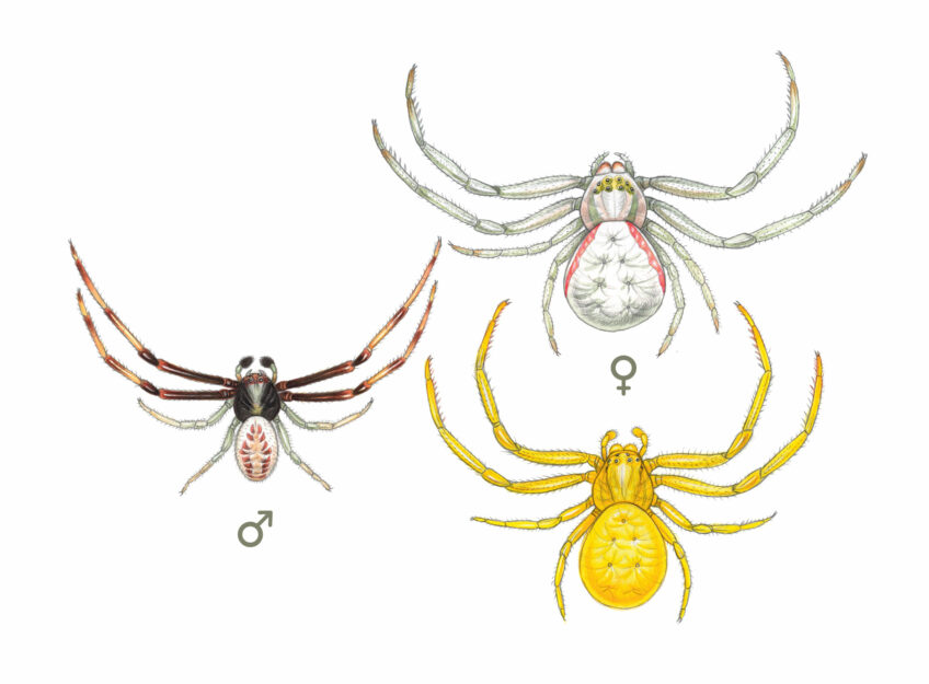 Araignée - Thomise variable