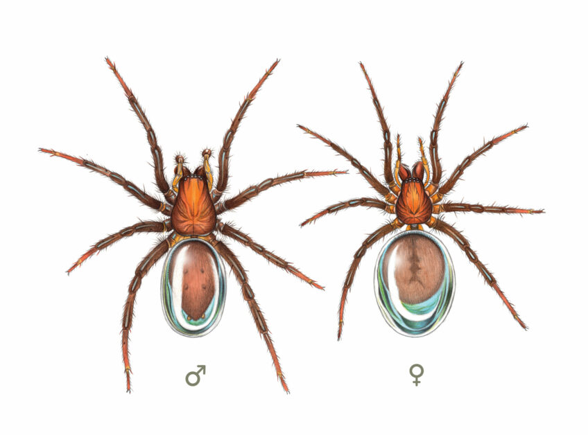 Araignée - Argyronète