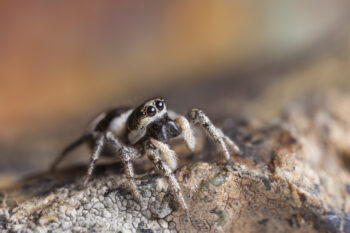 Zebra spider {Salticus scenicus} a member of the jumping spider family (Salticidae). Aosta Valley, Monte Rosa Massif, Pennine Alps, Italy. July.